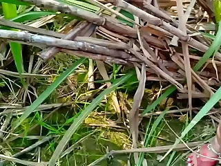 देशी सादी सुदा भाभी को देवर ने जंगल की झाड़ी के पीछे लेजाकर चोदा